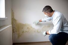 Best Black Mold Removal  in Dewey Humboldt, AZ